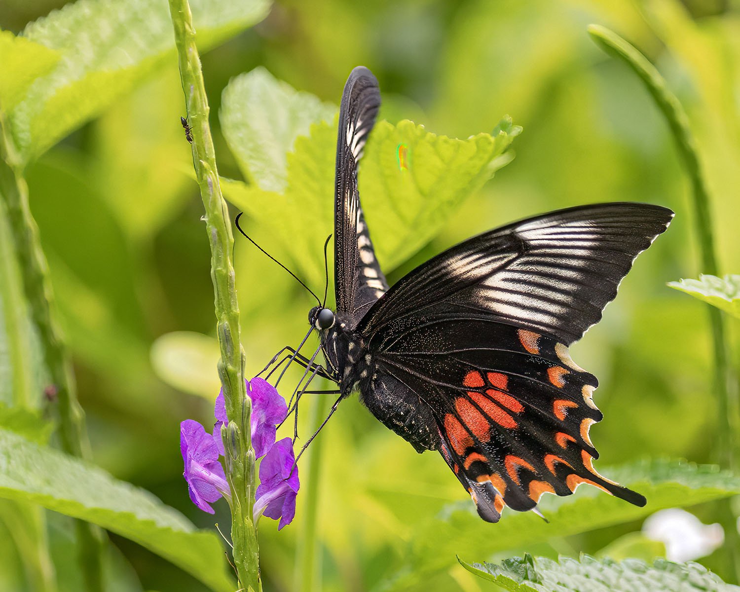Butterflies