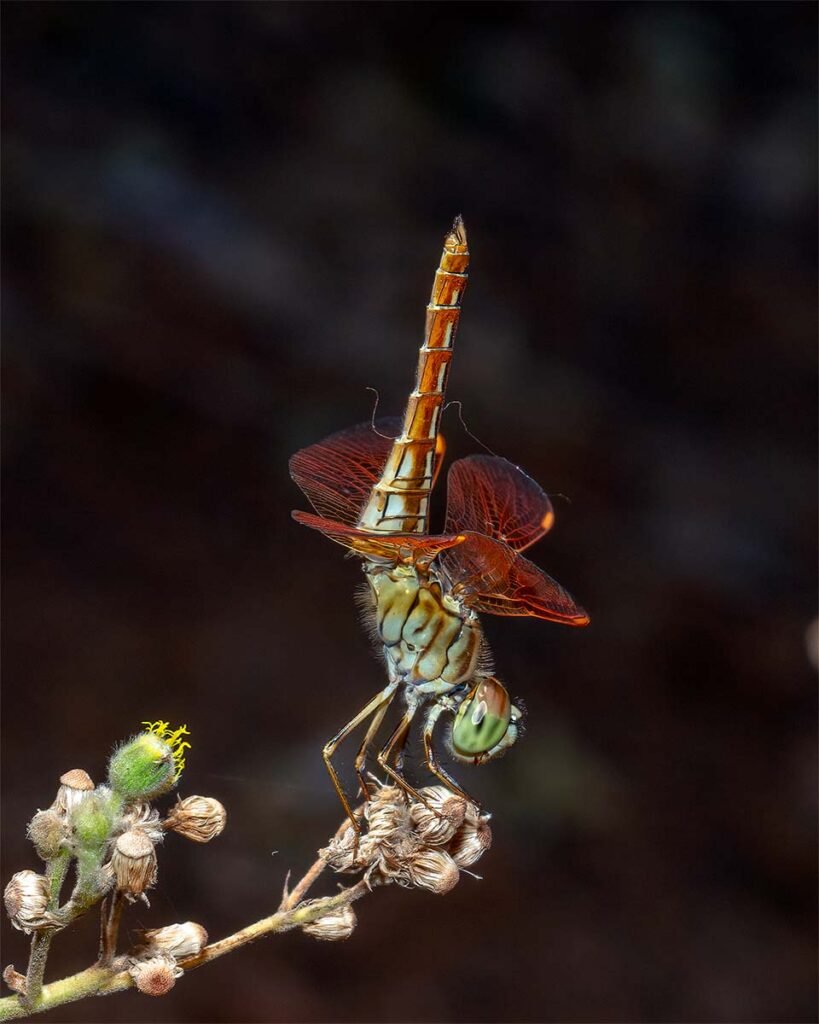 Dragons & Damsels