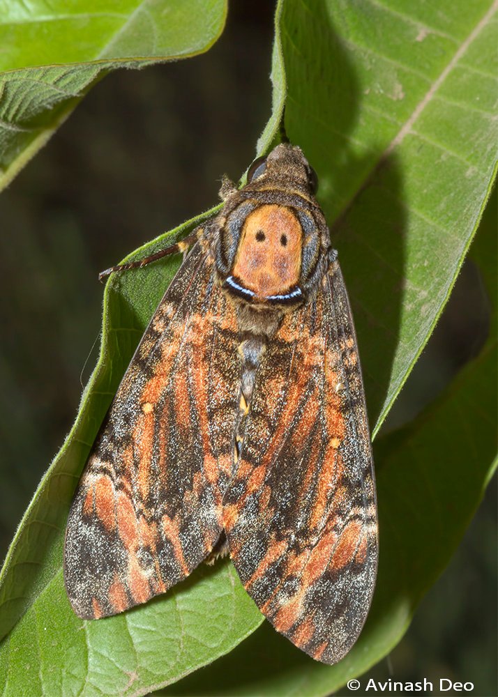 Moths