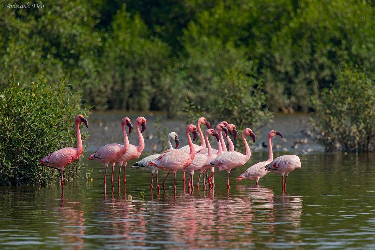 Lesser Flamingos, Bhandup