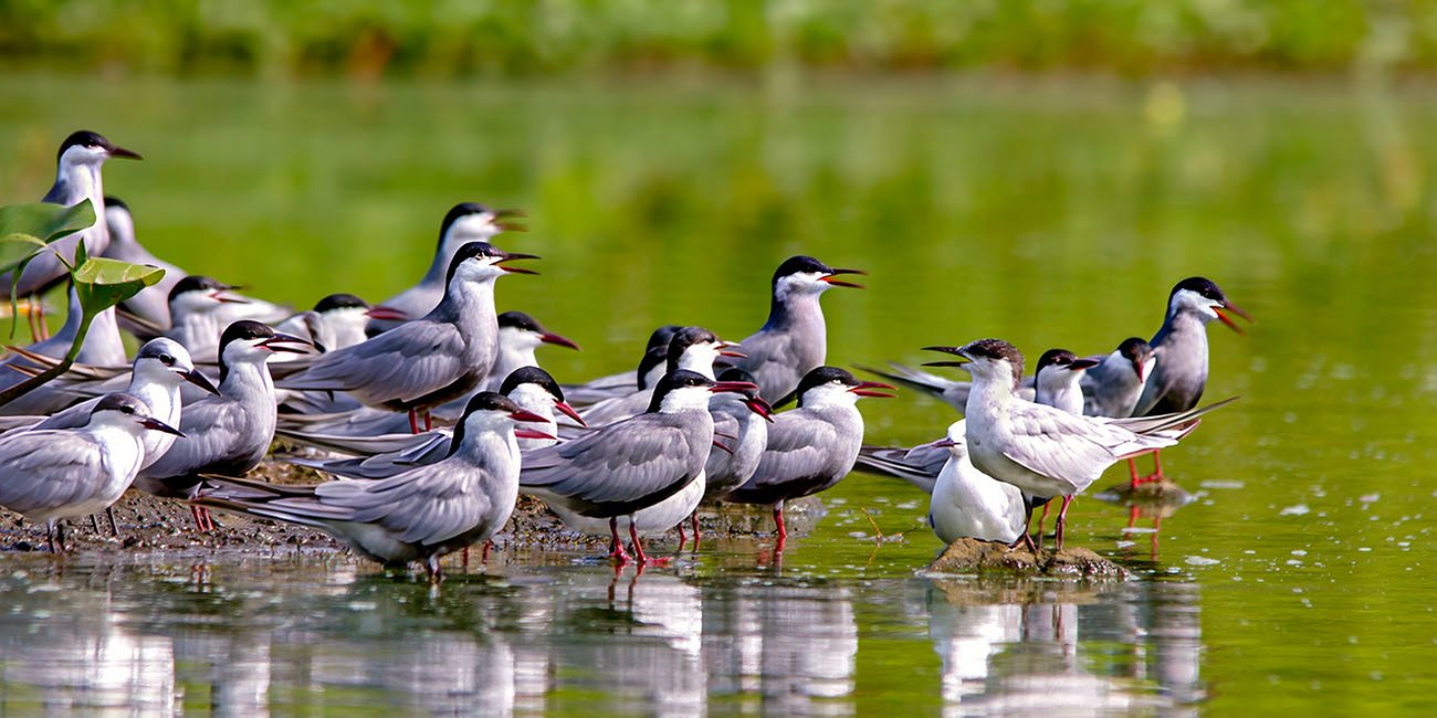 Whiskered Terns, Powai Lake